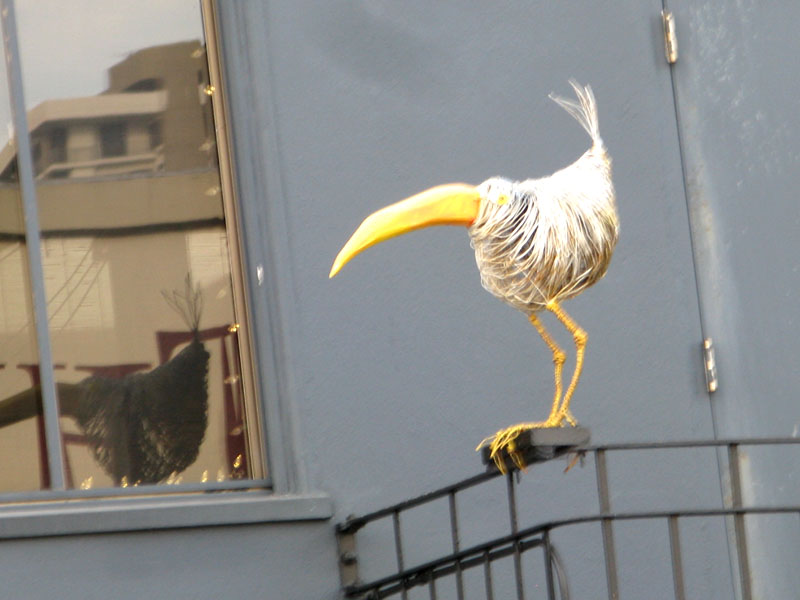 Elusive Gay Bird on Polk Street, San Francisco, CA
