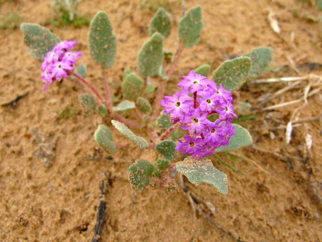 Desert Flower of Slab City near Niland, CA