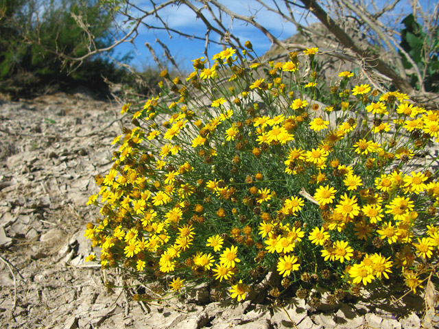 Big Bend wild desert flowers blooming in Spring