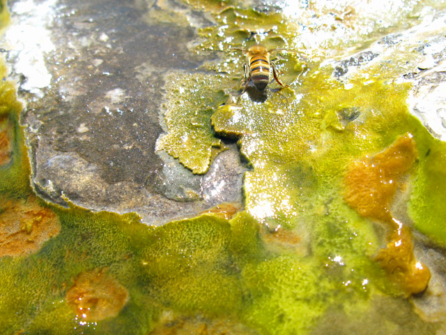 Bee drinking Big Bend Hot Springs water