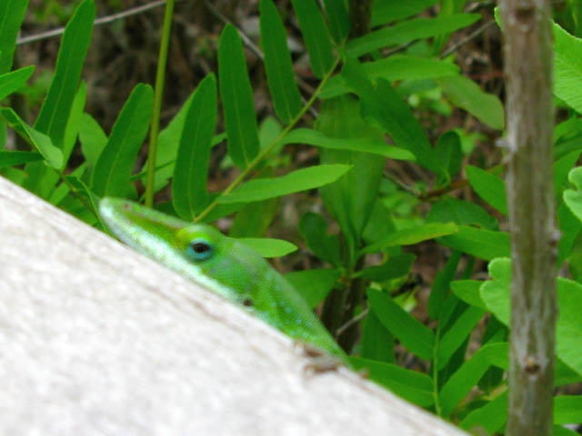 Shifty Eyed Lizard in the Big Thicket
