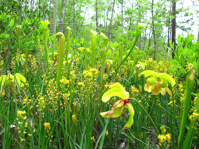 Pitcher plants blooming in The Big Thicket