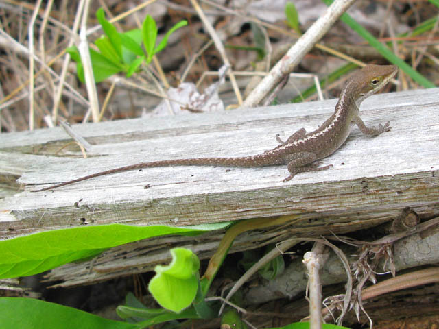 Lizard in the Big Thicket