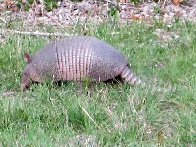 Armadillo in field at Luckenbach, TX
