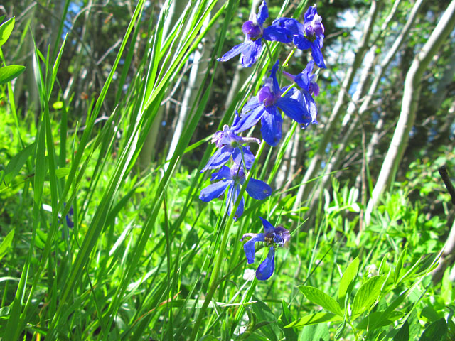 Roosevelt Wilderness Colorado Wildflower