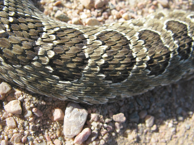 Colorado Rattlesnake Skin Detail