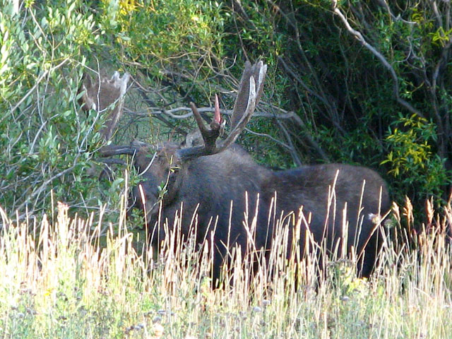 Bull Moose Down the Road from our Crystal Lakes Home