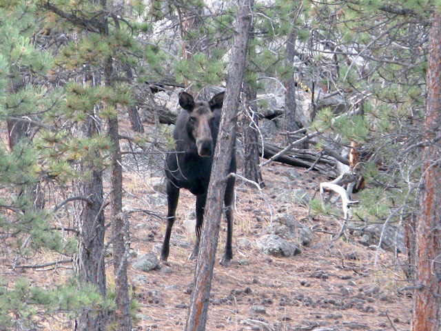 Moose in our back yard!