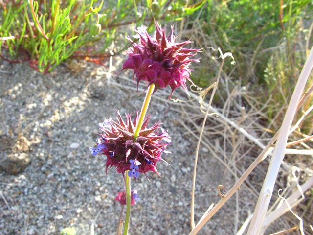 Anza Borrego Desert Flower