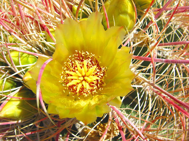 Borrego Springs Barrel Cactus Flower