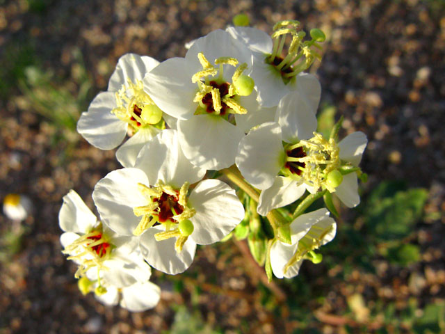 Tiny Spring Desert Flowers near Organ Pipe Natl. Monument