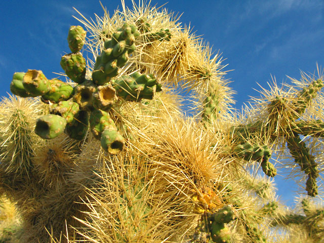 Why, AZ Desert Cacti near Organ Pipe Natl. Monument
