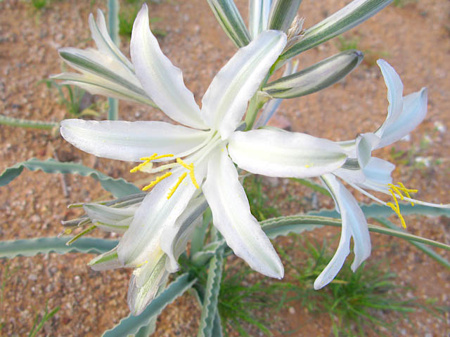 Desert Lily near Why, Arizona