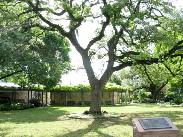 Old Oak Tree at the Alamo
