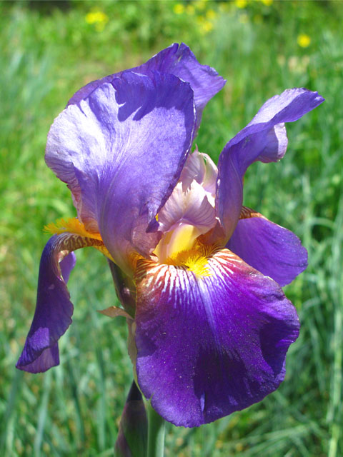 Iris blooms at Jerry's Acres
