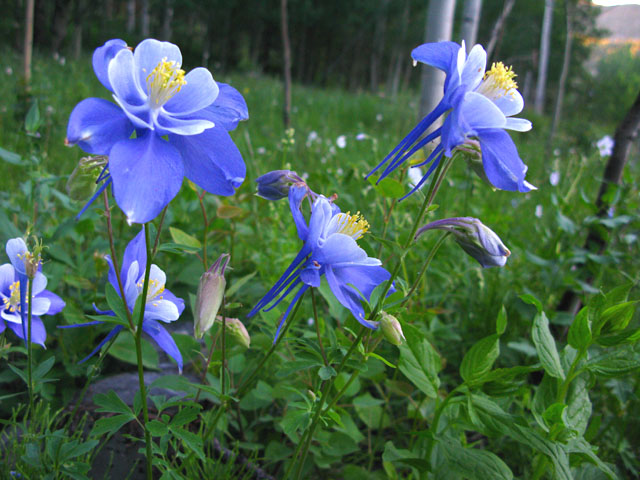 Colorado Rocky Mountain Spring Flowers