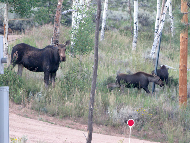 Crystal Lakes Moose Cow and Calves out our window