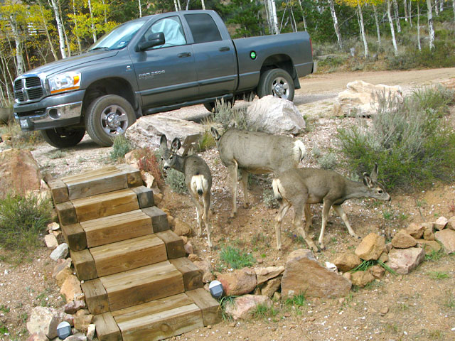 Crystal Lakes Colorado Front Yard Deer