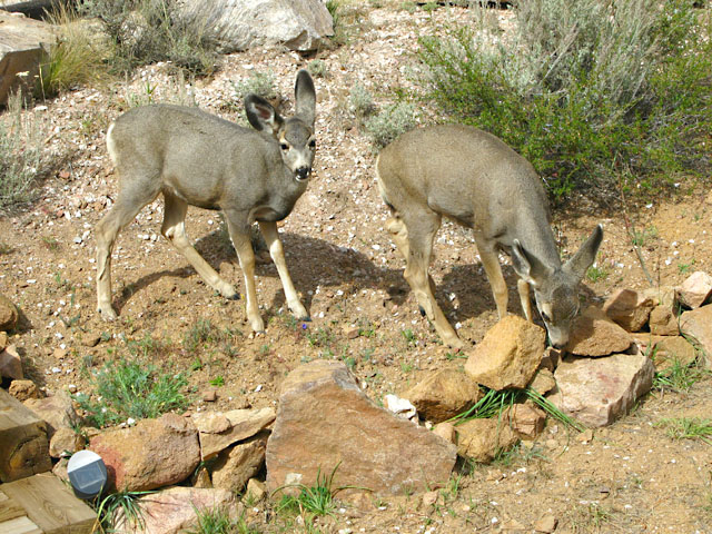 Crystal Lakes Colorado Front Yard Deer