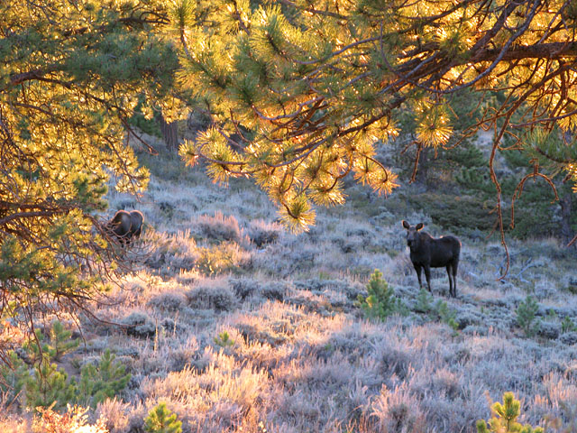 Crystal Lakes Colorado Moose Cow and Calf