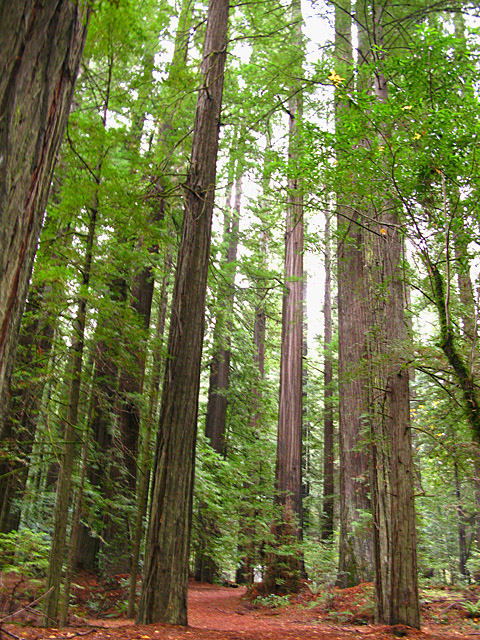 Redwood State Parks California North Coast