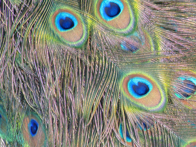 Benedictine Monastery Peacock Feathers