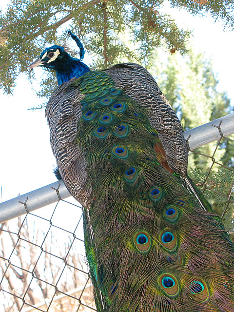 Benedictine Monastery Peacock Feathers