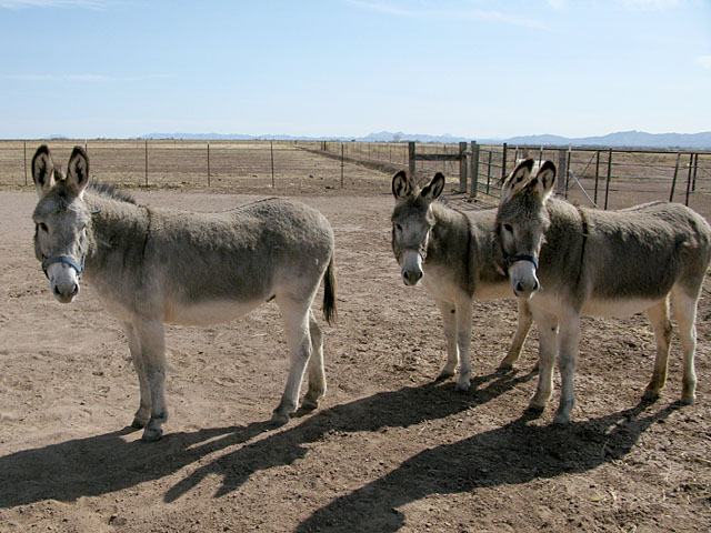 Elfrida Arizona Ranch Donkeys
