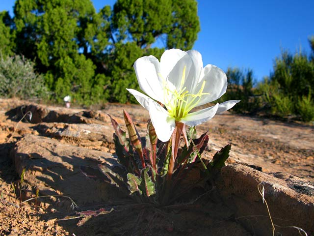 Dewey Utah Wildflower