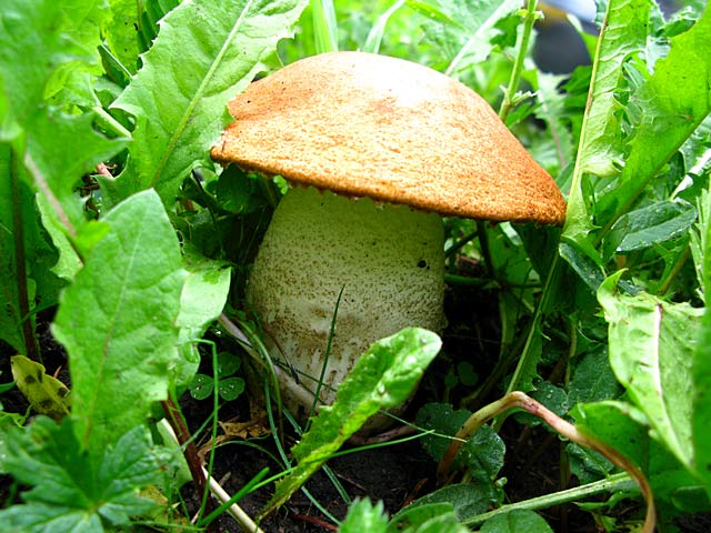 Colorado Rocky Mountain Mushroom