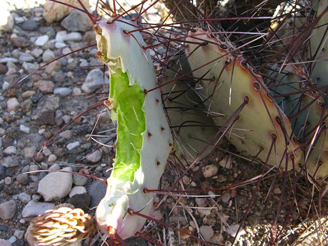 Big Bend Ranch Texas State Park Cactus Breakfast
