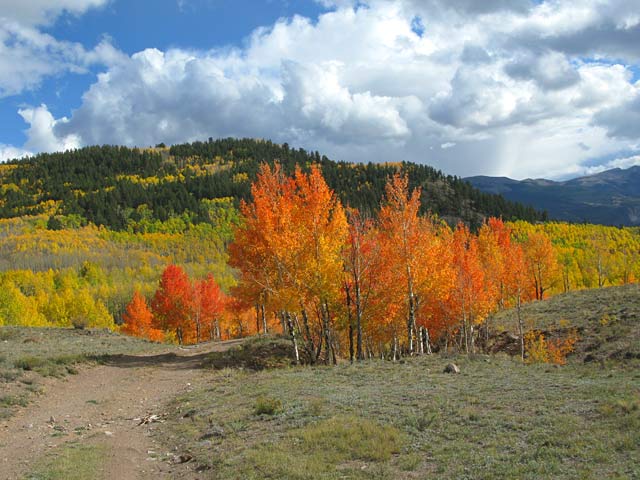 Vickers Upper Ranch Colorado Aspen Colors