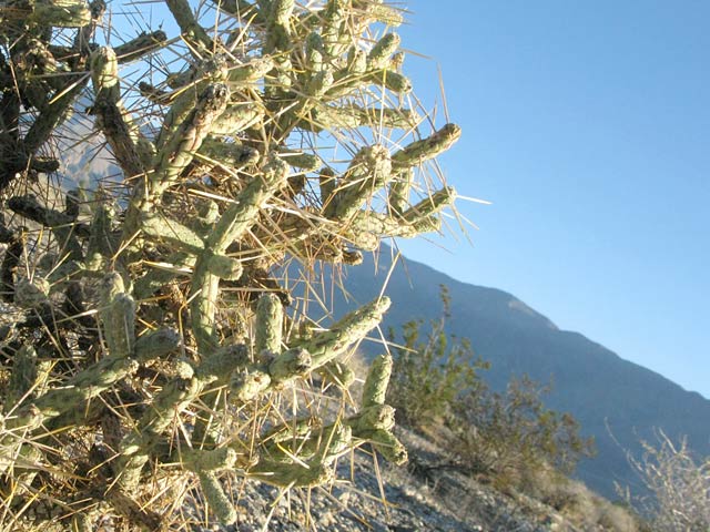 Anza Borrego Desert State Park Cactus