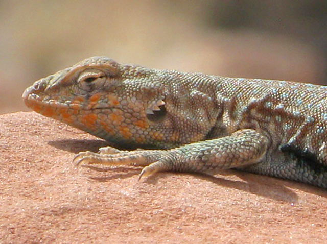 Goosenecks Utah State Park Desert Lizard