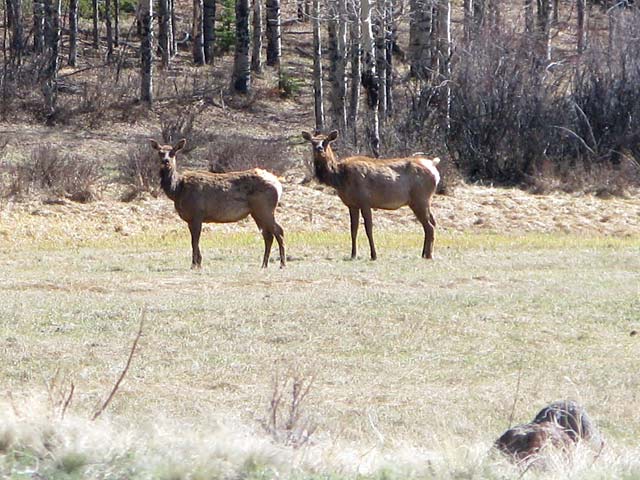 Wild Elk Herd at Vickers Upper Ranch Lake City, CO