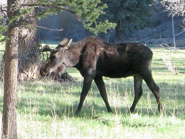 Bull Moose at Vickers Ranch Lake City, CO