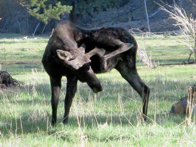 Bull Moose at Vickers Ranch Lake City, CO