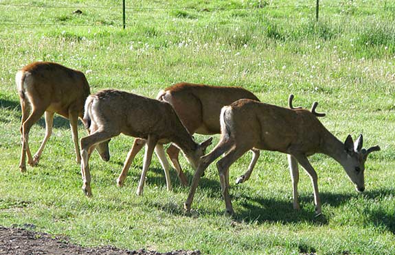 Deer Visit Our Ranch Workamping RV Site