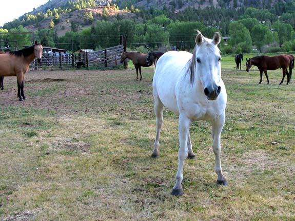 Vickers Ranch Trail Horses Lake City Colorado