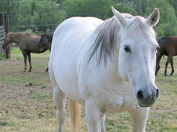 Vickers Ranch Trail Horses Lake City Colorado