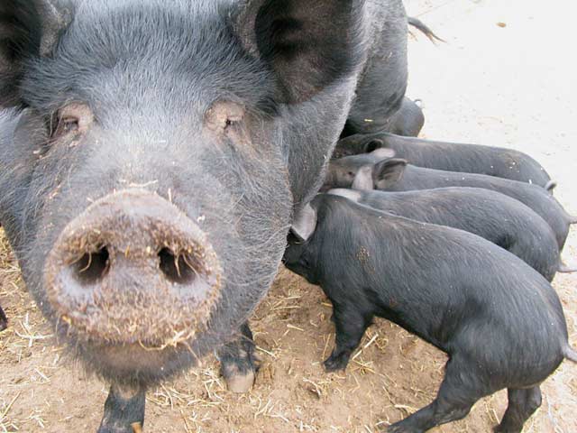 Mulefoot Pigs at Diggin Dust Heritage Hog Farm