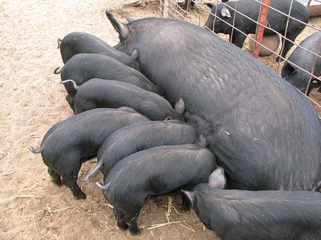 Mulefoot Pigs at Diggin Dust Heritage Hog Farm
