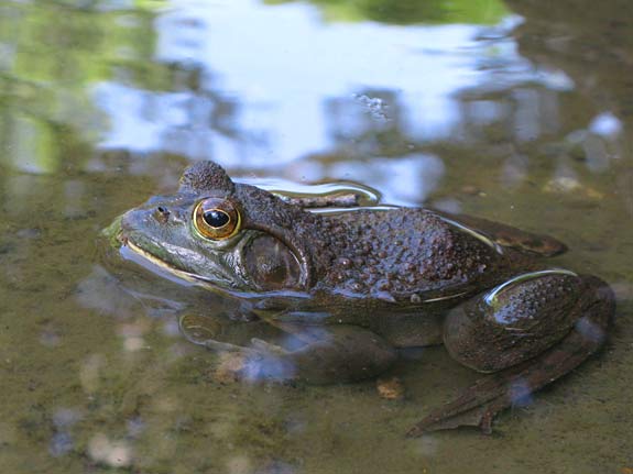 Large Frog at Memorial Park Crystal Shrine Grotto Pond