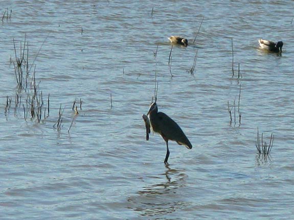 Pahranagat Reserve Wading Bird Feeding