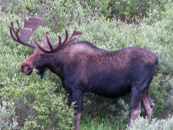 Deer Lakes Bull Moose