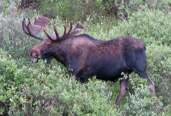 Deer Lakes Bull Moose