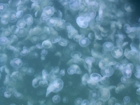 Newport Beach Harbor Jellyfish Infestation