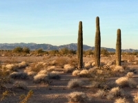 Quartzsite Arizona Cactus Sunrise
