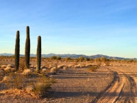Quartzsite Arizona Cactus Sunrise
