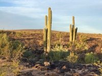 Saguaro Cactus Gila Bend Arizona